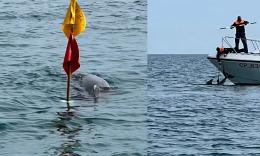 Delfino resta intrappolato al largo di Porto Recanati: interviene la Guardia Costiera (VIDEO e FOTO)