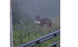Recanati, un lupo tra la nebbia vicino al Colle dell’Infinito: il video dell’avvistamento diventa virale (VIDEO)