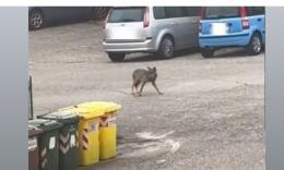 Lupo avvistato (nuovamente) a Recanati: l’animale si aggira tra cassonetti e auto