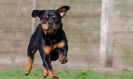 Ladri in fuga a Tolentino: i Rottweiler salvano un'abitazione. Fissato il vertice sulla sicurezza in Prefettura