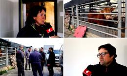 Mattatoio di Macerata verso la chiusura, gli allevatori: "Cosi le nostre stalle sono a rischio" (FOTO e VIDEO)