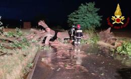 Maltempo Marche, alberi e rami caduti: 70 interventi dei Vigili del fuoco nella notte