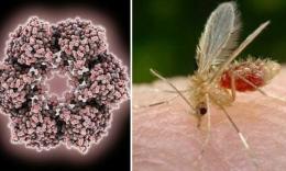 Morrovalle, accertato un caso di virus Toscana: le indicazioni per prevenire i pappataci