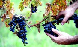 Vendemmia 2026, nelle Marche si parte in anticipo: il caldo accelera la maturazione delle uve
