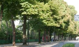 Macerata, il verde che manca: solo 12,41 alberi ogni 100 abitanti, il dato più basso nelle Marche