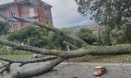 Maltempo, albero cade dopo una curva a Morrovalle: automobilista lo evita e lancia l'allarme