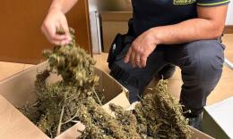 Civitanova, il fiuto del cane antidroga incastra spacciatore: sequestrati oltre 2 chili di marijuana