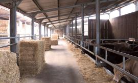 'Sos Fattoria Marche', Coldiretti lancia l'allarme:"dal sisma perse il 21% delle aziende zootecniche"