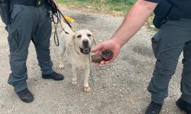 Il cane Wally della cinofila fiuta 80 dosi di hashish: irruzione della Polizia all'Hotel House