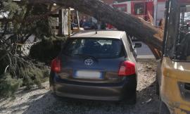Maltempo, alberi e rami caduti per le forti raffiche di vento: interventi a Tolentino e Caldarola