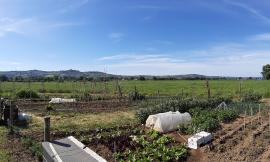 “Il biologico dal campo alla tavola", anche Unicam al webinar del Cluster Agrifood Marche