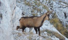 Parco Nazionale dei Sibillini: cresce la popolazione del camoscio appeninico