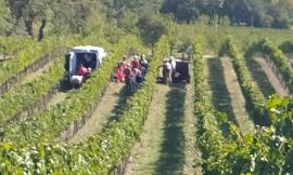 Montecassiano, si ribalta col trattore: agricoltore a Torrette in eliambulanza (VIDEO)