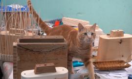 "Gatto ucciso a colpi di scopa in agriturismo". Esposto e denuncia degli animalisti: "È un crimine"