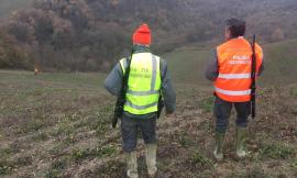 Troppi cinghiali, dalla Regione l'ok per l'abbattimento selettivo