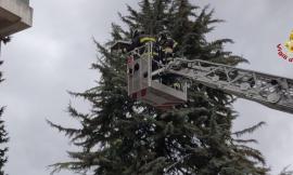 Vento forte nel Maceratese, numerosi rami caduti: tavolo scaraventato su un albero