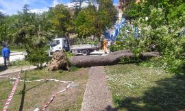 Macerata, imprevisto durante il Carnevale: grosso albero cade ai Giardini Diaz (FOTO)
