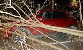 Albero si sradica e finisce addosso a un'auto: paura per il nipote di Enrico Mattei