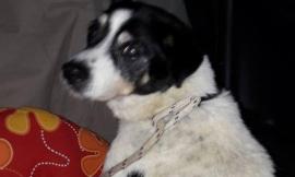 Cani anziani muoiono di freddo e scorte di cibo esaurite: l'appello dei canili della provincia