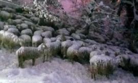 La Forestale salva duecento capre a Portola di Fiastra