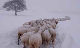 Il sindaco Paoloni: "Sisma e neve ci stanno mettendo in ginocchio. Abbiamo bisogno di risorse per gestire l'emergenza"