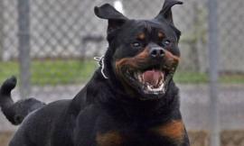 Bambina di 14 mesi sbranata da rottweiler di casa. La tragedia nel nord della Francia, abbattuto il cane