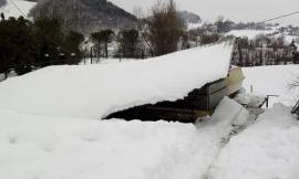 Pieve Torina: crolla la stalla de "La Collina", intrappolati 150 maialini di pochi mesi