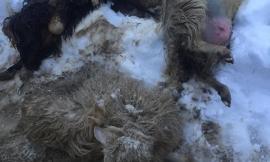 Strage di animali a Gualdo dopo giorni di agonia - FOTO