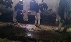 Piebovigliana: da Ferrara arrivano i volontari per aiutare gli allevatori in difficoltà - FOTO -
