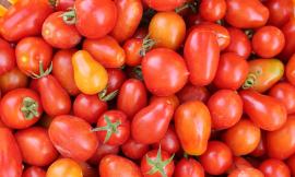 A caccia del sapore perduto: stop pomodori senza gusto