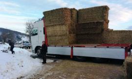 Solidarietà, paglia e fieno per 39 allevatori marchigiani