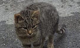 Croce di Caldarola, colonia felina di diciotto gatti sterminata con il veleno