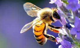 Giappone: droni impollinatori sostituti di api e farfalle