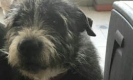 Il cane terremotato Asia è ancora in cerca di una casa