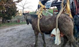 Intervengono per recuperare un cavallo morto, ma quando arrivano l'animale... risorge