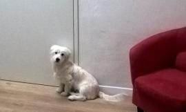 Appello dei proprietari di Archie, scomparso a Tolentino: "Aiutateci a trovarlo!"