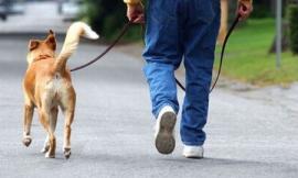 Allarme a Macerata: trovate polpette contenenti lamette per uccidere i cani