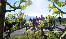 Si è svolta ieri la festa per la fioritura della mela rosa a Monte San Martino