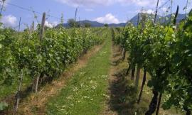 Gelate di primavera: a rischio i vigneti del Verdicchio di Matelica
