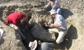C'è anche Unicam nella squadra internazionale di geologi che ha scoperto l'antenato della balena