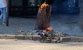 Tolentino, incendiato un albero davanti alla Bnl