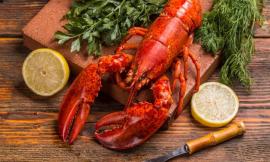 Astici e crostacei vivi e al freddo del frigo e con le chele legate: è reato
