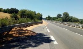 Grano in superstrada, invasa una corsia tra Piediripa e Morrovalle