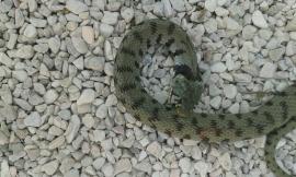 Macerata, si trovano un serpente davanti casa: da tempo chiedevano più pulizia per la zona