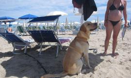 Civitanova ai primi posti in Italia per l'accoglienza dei cani in spiaggia