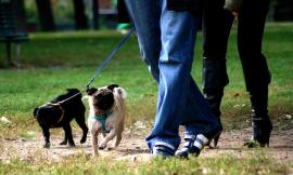 Macerata, vigili "zelanti": multa per il cane di diciassette anni alle sei del mattino davanti casa