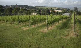 All’Agraria di Macerata i primi diplomati al corso di Enotecnico