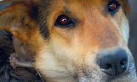 Con "Vicini alla terra" si parla di storie di uomini ed animali durante il terremoto