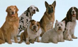 Domenica terza edizione del “Dog Expo – Città di Potenza Picena”