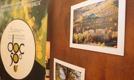 50 anni di Doc: un week-end nel segno del Verdicchio di Matelica